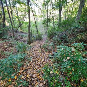 Photo #20 of River bottom Ln, Concord, VA 96.0 acres