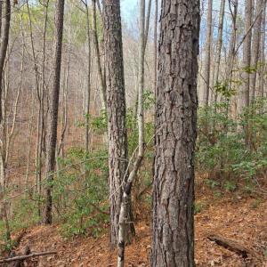 Photo #24 of River bottom Ln, Concord, VA 96.0 acres