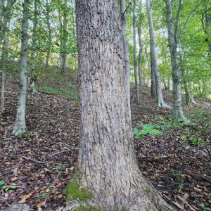 Photo #6 of River bottom Ln, Concord, VA 96.0 acres