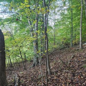 Photo #7 of River bottom Ln, Concord, VA 96.0 acres