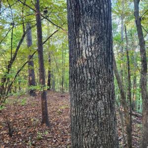 Photo #8 of River bottom Ln, Concord, VA 96.0 acres
