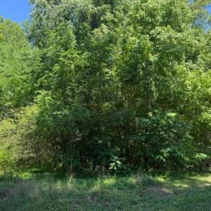 Photo #4 of 2878 Kentucky Ave, Phenix, VA 1.0 acres