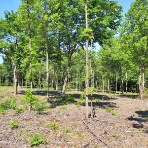 Photo #6 of Tower Hill Rd, Appomattox, VA 16.0 acres