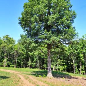Photo #9 of Tower Hill Rd, Appomattox, VA 16.0 acres