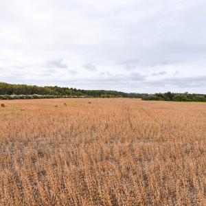 Photo #10 of lot 1A BELLEVUE CIR, ACCOMAC, VA 7.0 acres