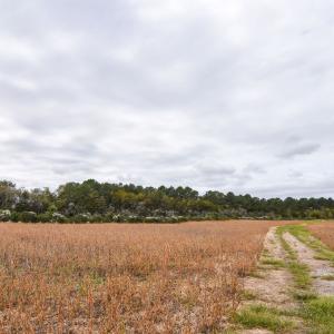 Photo #11 of lot 1A BELLEVUE CIR, ACCOMAC, VA 7.0 acres