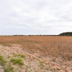 Photo #8 of lot 1A BELLEVUE CIR, ACCOMAC, VA 7.0 acres