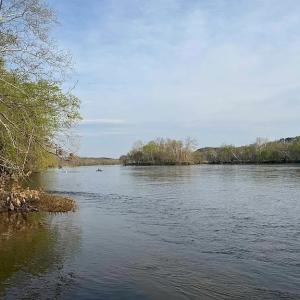 Photo #17 of Paynes Pond Road, Scottsville, VA 118.0 acres