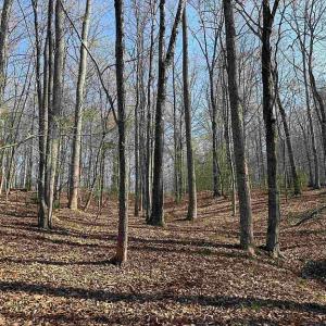 Photo #2 of Paynes Pond Road, Scottsville, VA 118.0 acres