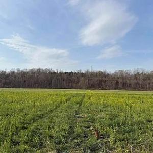 Photo #21 of Paynes Pond Road, Scottsville, VA 118.0 acres