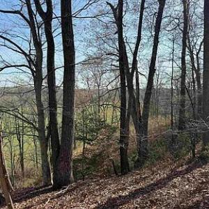 Photo #27 of Paynes Pond Road, Scottsville, VA 118.0 acres
