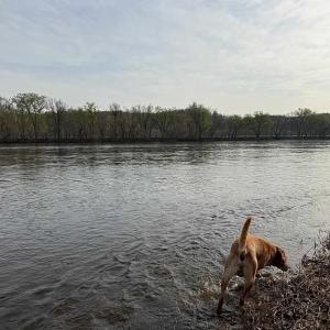 Photo #29 of Paynes Pond Road, Scottsville, VA 118.0 acres