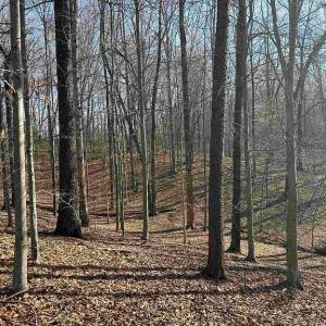 Photo #30 of Paynes Pond Road, Scottsville, VA 118.0 acres