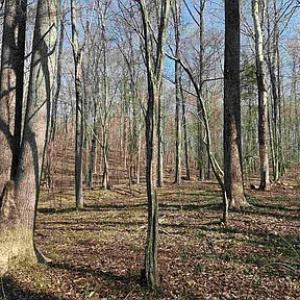 Photo #32 of Paynes Pond Road, Scottsville, VA 118.0 acres