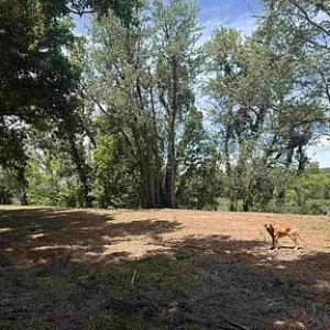 Photo #38 of Paynes Pond Road, Scottsville, VA 118.0 acres