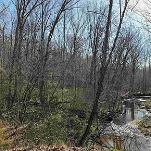 Photo #9 of Paynes Pond Road, Scottsville, VA 118.0 acres