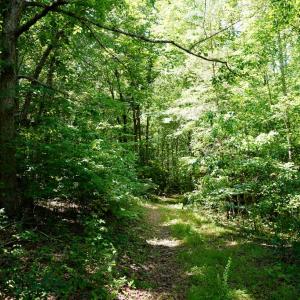 Photo #10 of Birch Elmo Road, South Boston, VA 48.6 acres