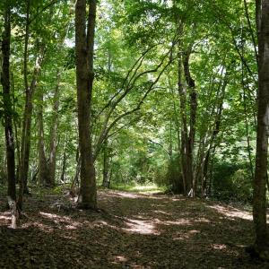 Photo #11 of Birch Elmo Road, South Boston, VA 48.6 acres