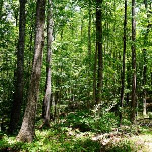Photo #12 of Birch Elmo Road, South Boston, VA 48.6 acres
