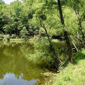 Photo #14 of Birch Elmo Road, South Boston, VA 48.6 acres