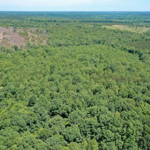 Photo #18 of Birch Elmo Road, South Boston, VA 48.6 acres