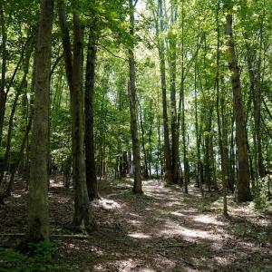 Photo #25 of Birch Elmo Road, South Boston, VA 48.6 acres