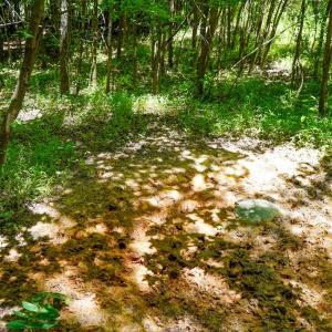 Photo #26 of Birch Elmo Road, South Boston, VA 48.6 acres