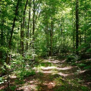 Photo #9 of Birch Elmo Road, South Boston, VA 48.6 acres