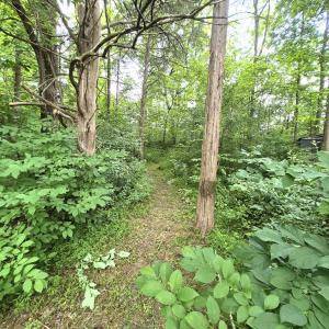 Photo #14 of 632 10.2AC Falkland Road, Meherrin, VA 10.2 acres