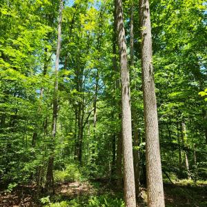 Photo #3 of 15 Ac Manteo Rd, Buckingham, VA 15.0 acres