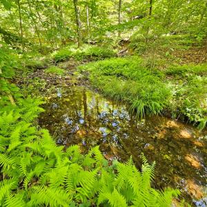 Photo #6 of 15 Ac Manteo Rd, Buckingham, VA 15.0 acres