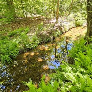 Photo #7 of 15 Ac Manteo Rd, Buckingham, VA 15.0 acres