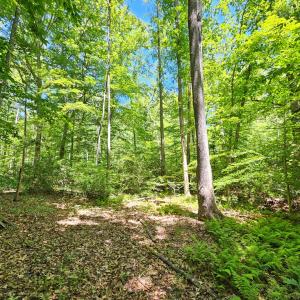 Photo #8 of 15 Ac Manteo Rd, Buckingham, VA 15.0 acres