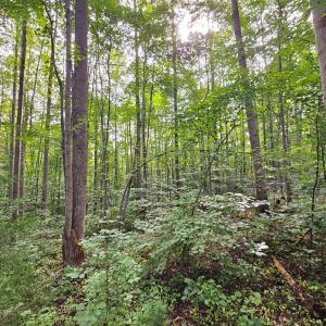 Photo #14 of 9 Ac Childress, Dillwyn, VA 9.0 acres