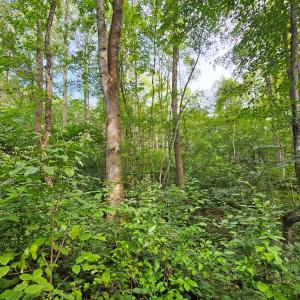 Photo #15 of 9 Ac Childress, Dillwyn, VA 9.0 acres