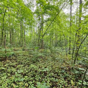 Photo #16 of 9 Ac Childress, Dillwyn, VA 9.0 acres