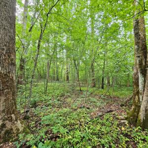 Photo #19 of 9 Ac Childress, Dillwyn, VA 9.0 acres
