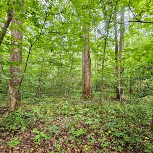Photo #2 of 9 Ac Childress, Dillwyn, VA 9.0 acres
