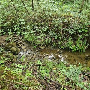 Photo #21 of 9 Ac Childress, Dillwyn, VA 9.0 acres