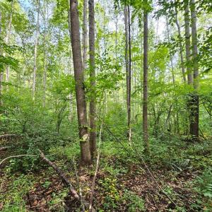 Photo #27 of 9 Ac Childress, Dillwyn, VA 9.0 acres