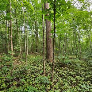 Photo #5 of 9 Ac Childress, Dillwyn, VA 9.0 acres