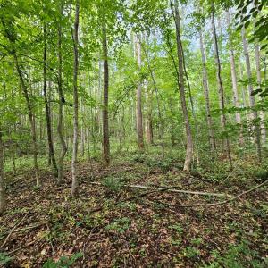 Photo #6 of 9 Ac Childress, Dillwyn, VA 9.0 acres