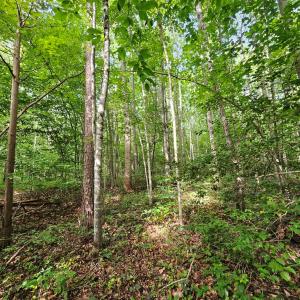 Photo #8 of 9 Ac Childress, Dillwyn, VA 9.0 acres