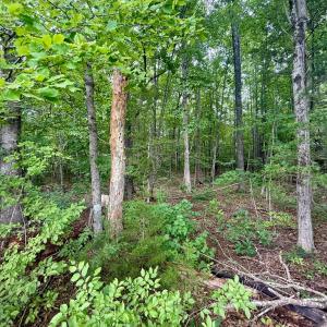 Photo #4 of Forest Chapel Rd, Pamplin, VA 0.7 acres