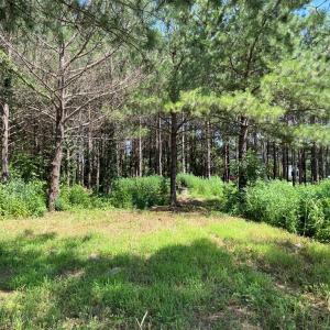 Photo #13 of Deer Run Rd, Blackstone, VA 7.0 acres