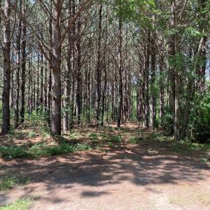 Photo #14 of Deer Run Rd, Blackstone, VA 7.0 acres