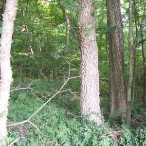 Add'l view of property