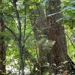 Photo #3 of 639 Elam Road, Pamplin, VA 4.0 acres