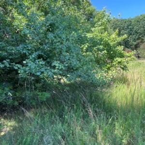 Photo #4 of 639 Elam Road, Pamplin, VA 4.0 acres