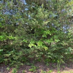 Photo #9 of 639 Elam Road, Pamplin, VA 4.0 acres